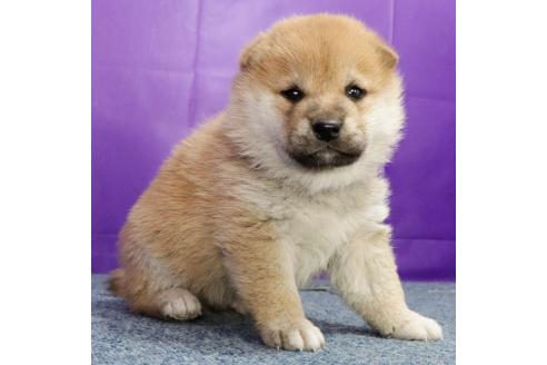 成約済の愛知県の柴犬-372905の3枚目